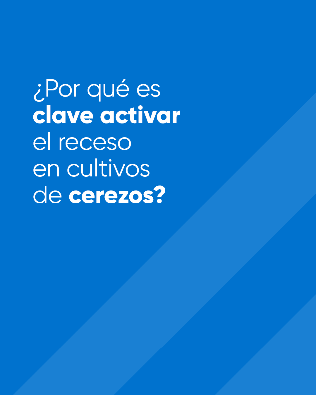 carrusel-cocina-chilena